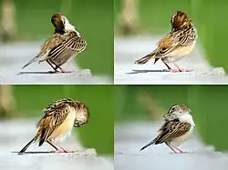 Intialainen heinäkerttu (Cisticola juncidis) sukimassa itseään