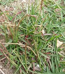 Zoysia japonica