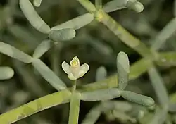 Zygophyllum coccineum