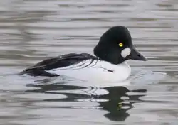 Telkkä (Bucephala clangula)