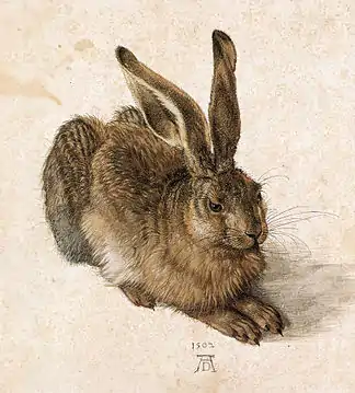 Hareða (Hase) (Wien, Albertina), 1502