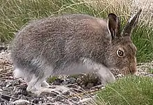 Snjóhara (Lepus timidus) í Skotlandi