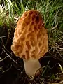 Fungi - Morchella esculenta