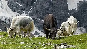 Gäärsgin Yaks (Bos mutus)


VU - vulnerable (uun gefoor)