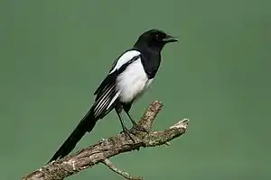 Heister (Pica pica)


LC - least concern (ei trüüwet)