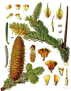 Witj tan (Abies alba), tiaknang ütj Koehler, 1887.