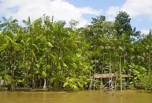 Açaí Pualmer bi a Amazonas