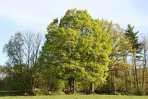 Fialahorn (Acer campestre) üs buum