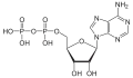 Adenosindiphosphat(ADP)