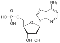 Adenosinmonophosphat(AMP)