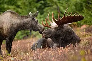 Elchen (Alces alces) uun Alaska


LC - least concern (ei trüüwet)