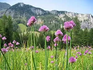 Gäärslook (Allium schoenoprasum)