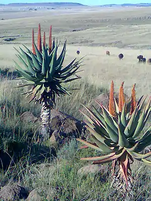 Kap-Aloe (Aloe ferox) uun Süüdafrikoo