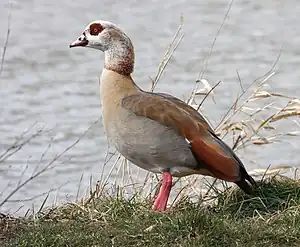 Nilgus (Alopochen aegyptiaca)


LC - least concern (ei trüüwet)