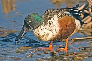 Slob (Anas clypeata), en wörd.


LC - least concern (ei trüüwet)