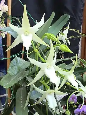 Angraecum sesquipedale