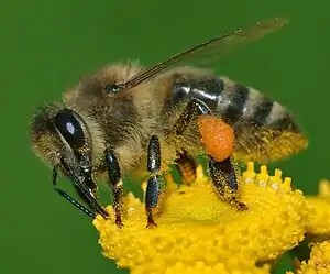 Im (Apis mellifera)