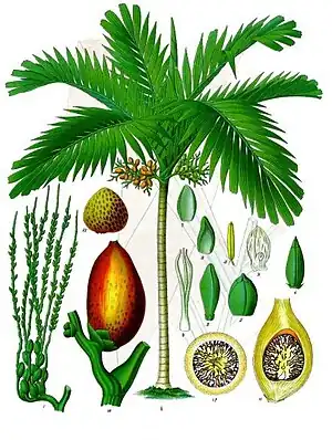 Beetelpualem (Areca catechu)