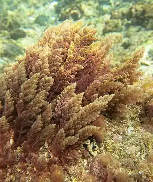 Asparagopsis taxiformis