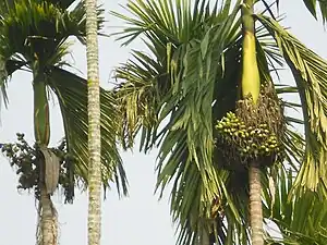 Beetelpualem (Areca catechu)