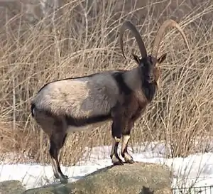 Bezoar-Siig (C. a. aegagrus)


NT - near threatened (nai bi trüüwet)