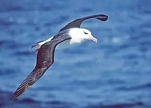 En Albatros (Thalassarche melanophris)