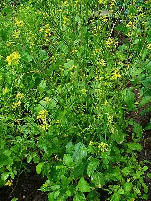 Suart Senep (Brassica nigra)