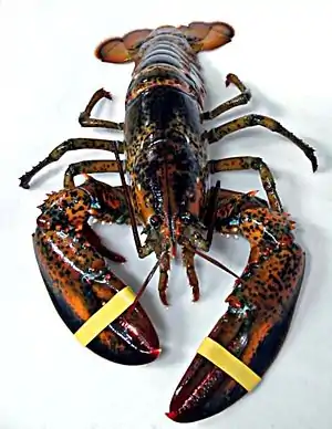 Amerikoonsk Homer (Homarus americanus)


LC - least concern (ei trüüwet)