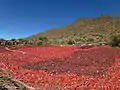 Ruad paprika leit tu drügin uun Argentiinien