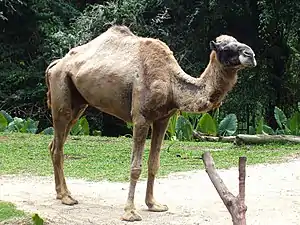 Kameel (Camelus dromedarius)