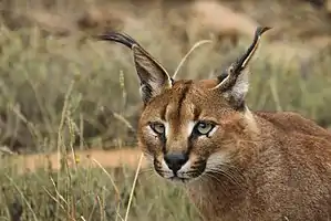 Karakal


LC - least concern (ei trüüwet)