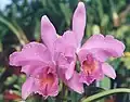 Cattleya warscewiczii