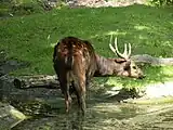 Rusa alfrediFilipiinen

EN - endangered (trüüwet)