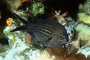 Moonkfask (Chromis chromis)


LC - least concern (ei trüüwet)