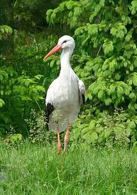 Aarebaare (Ciconia ciconia)