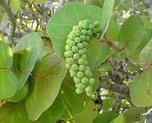 Coccoloba uvifera