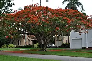 Flamenbuum (Delonix regia)