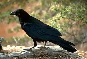 Raawen (Corvus corax)