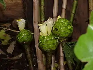 Costus deistellii