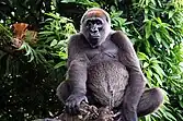 G. gorilla diehli

CR - critically endangered (uun grat gefoor)