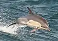 Delphinus delphis