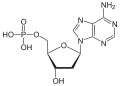 Desoxyadenosin-monophosphat(dAMP)