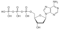 Desoxyadenosin-triphosphat(dATP)