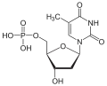 Desoxythymidin-monophosphat(dTMP)