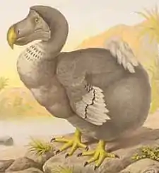 Dodo (Raphus cucullatus)


EX - extinct (ütjstürwen)