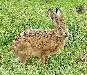 Fialhaas (Lepus europaeus)


LC - least concern (ei trüüwet)