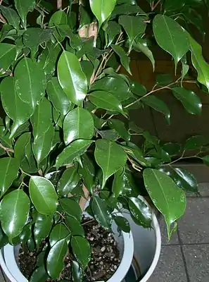 Birkenfiig (Ficus benjamina)