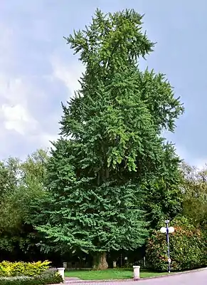 Ääler Ginkgobuum (Ginkgo biloba)