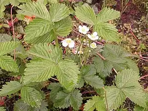 Guard-eerdbei (Fragaria × ananassa)