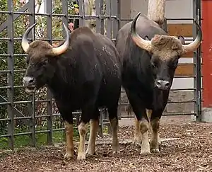 Gaur (Bos frontalis)